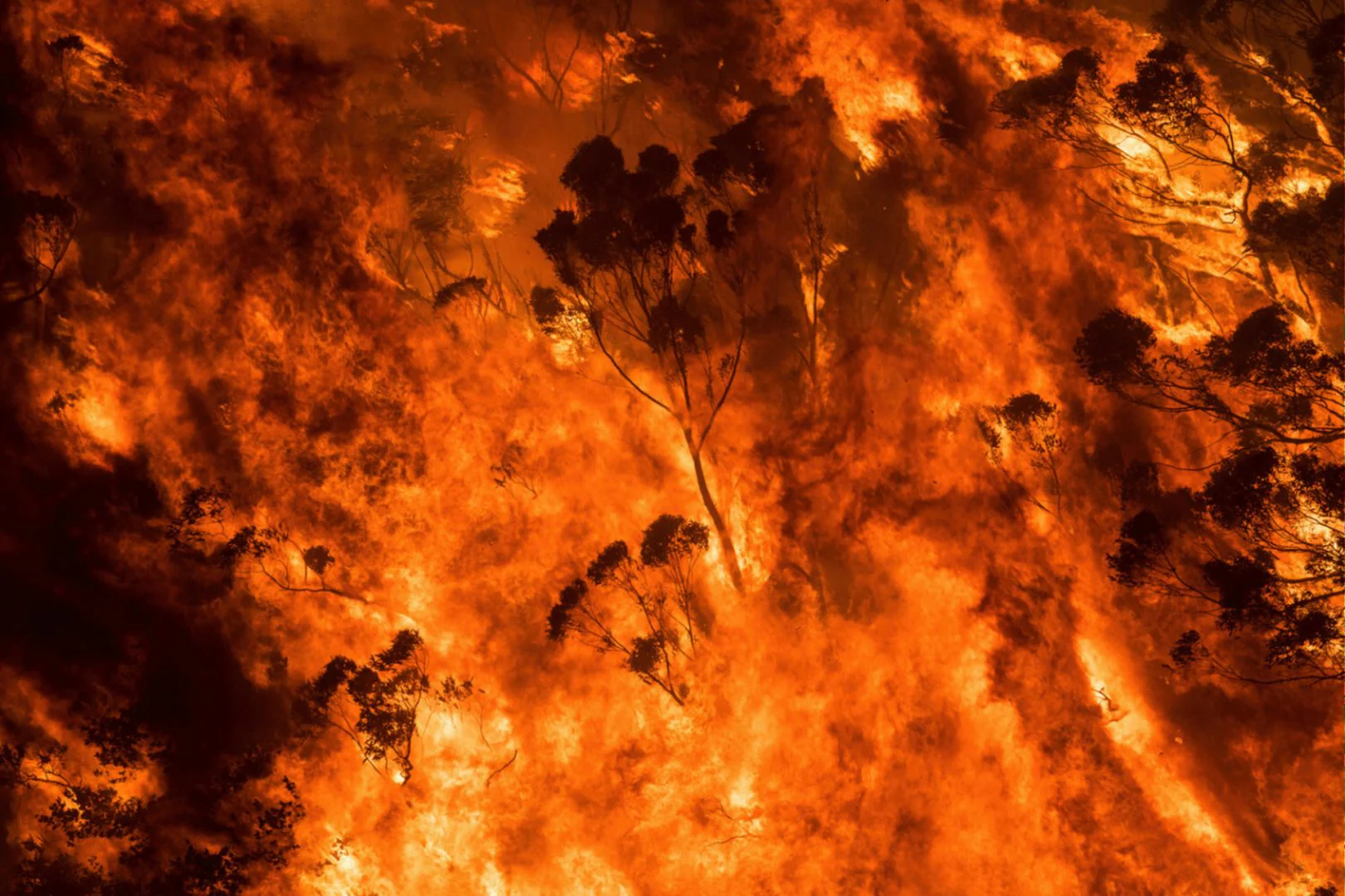 Artist and activist HAYDEN FOWLER on the Australian bushfires