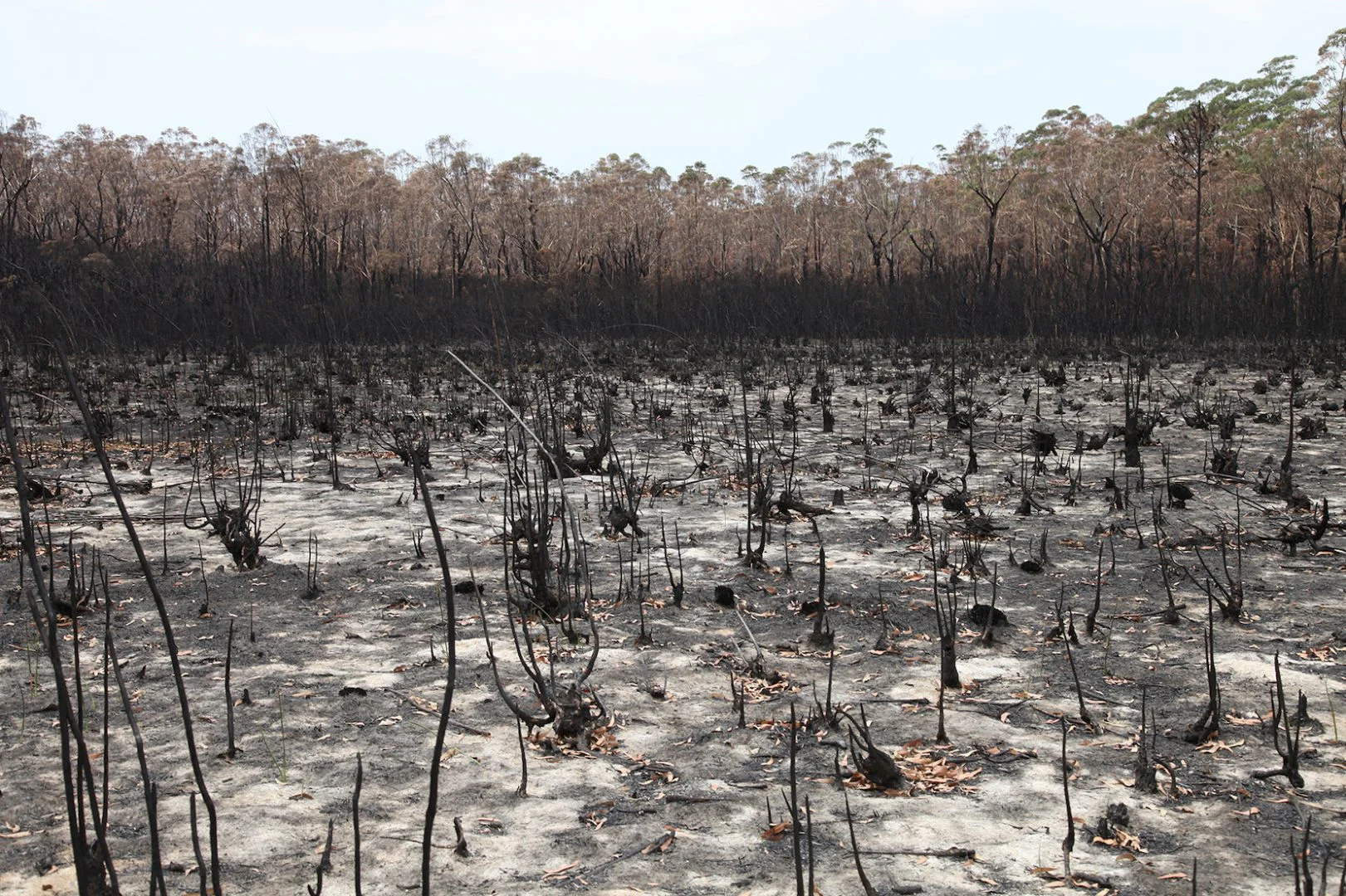 Estaurine Swamp with burnt forest in background, photo credit: Hayden Fowler