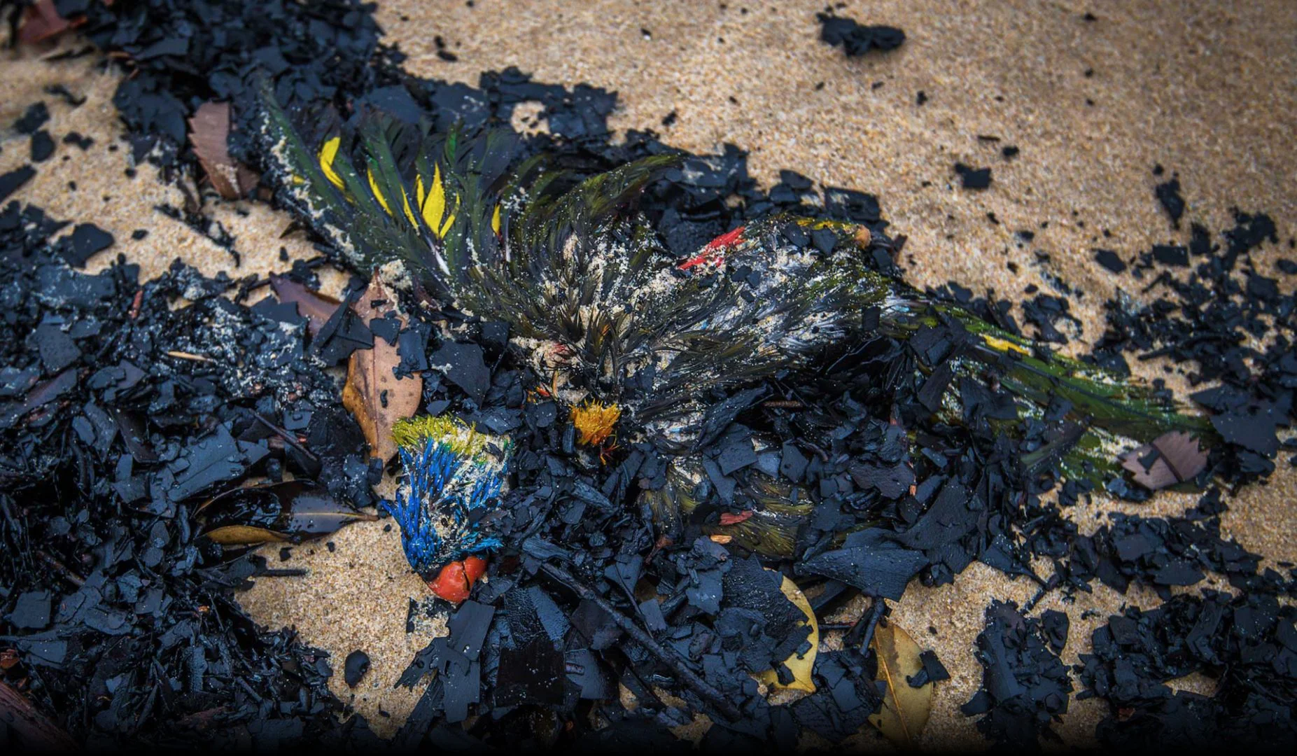 Thousands of birds, like this Rainbow Lorikeet, washed up dead  amongst charcoal on Mallacoota beach, January 2020. Photo: Justin McManus.

