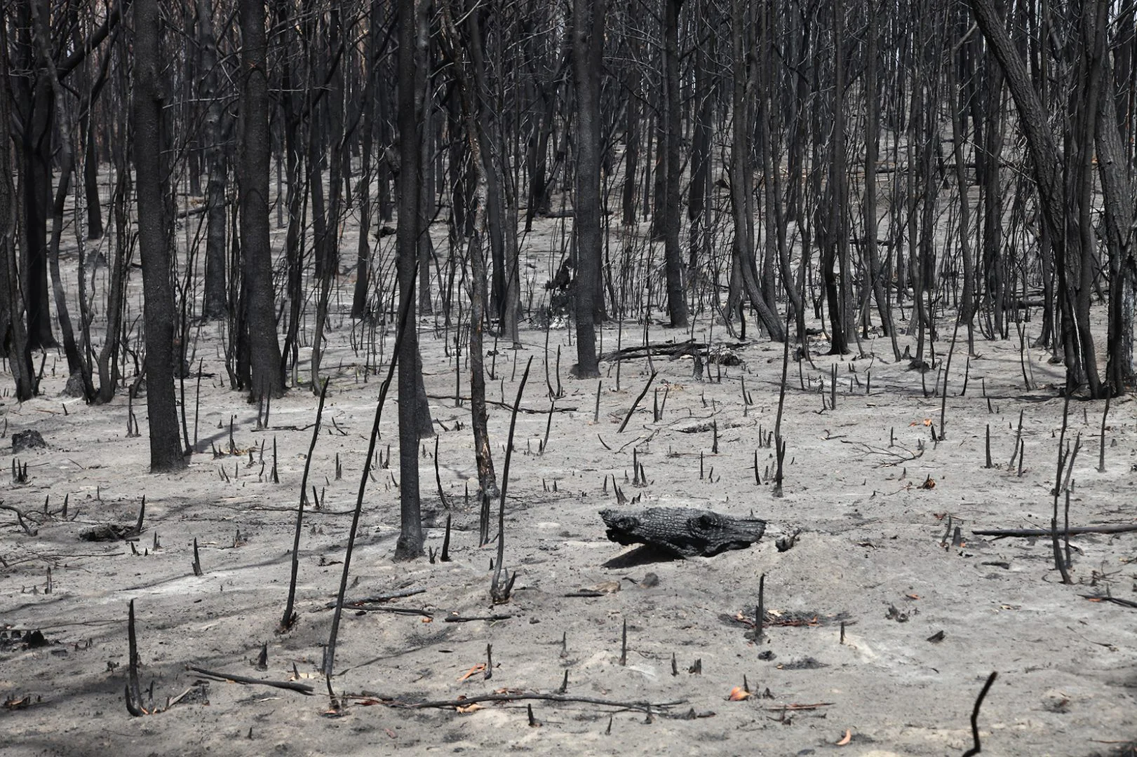 Areas with complete burning, including forest canopy, photo credit: Hayden Fowler