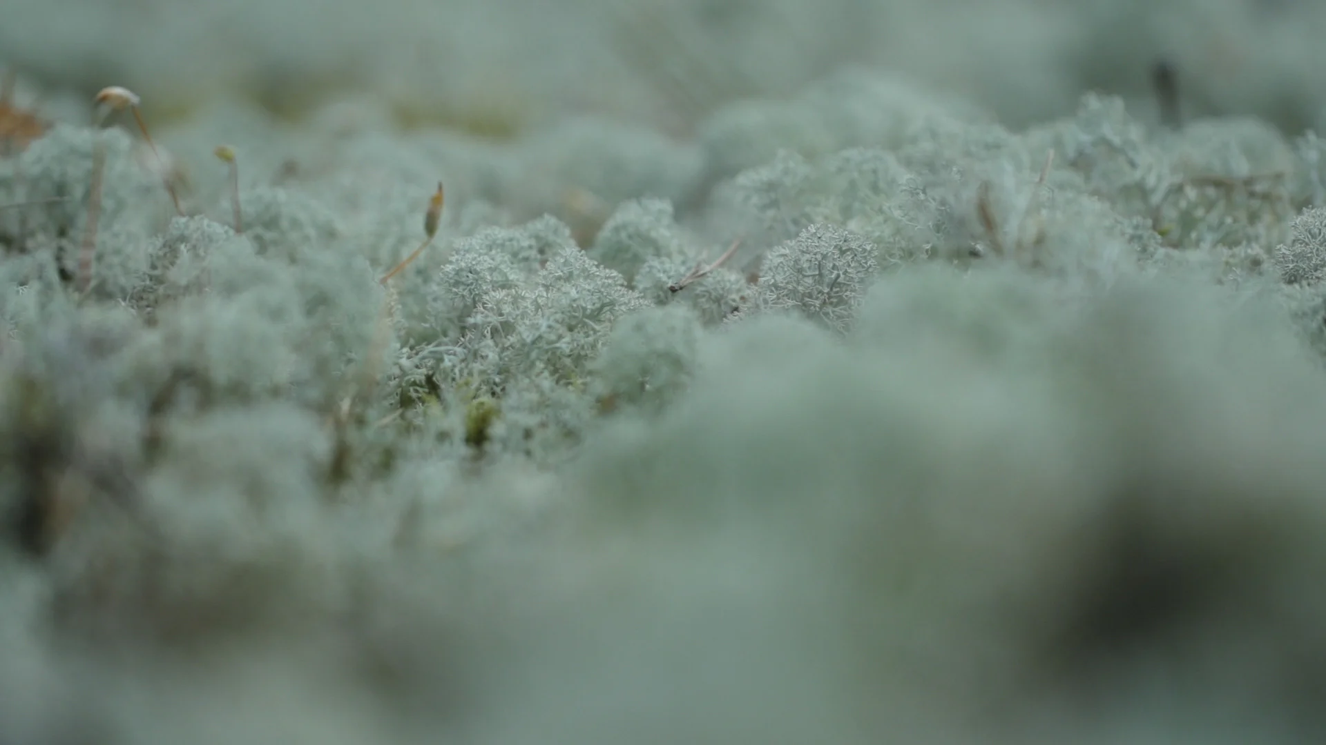 Filmstill Jenseits des Sichtbaren, Moos 